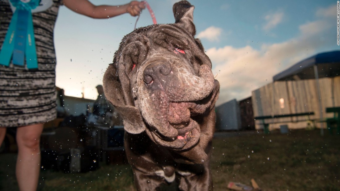 'Snoring, gassy' Martha wins World's Ugliest Dog CNN