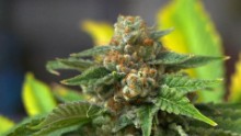 Recreational marijuana goes on sale in Nevada 
