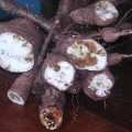 cassava CBSD