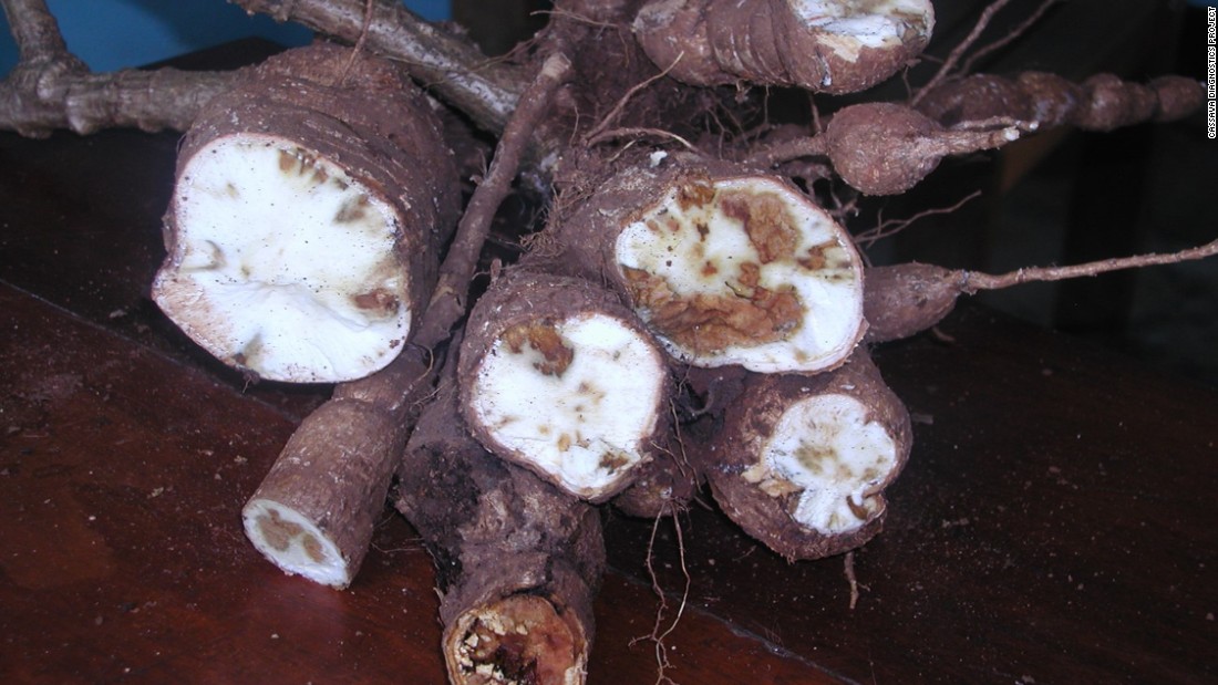 Tell-tale signs of Cassava Brown Streak Disease (CBSD), dubbed the &#39;Ebola of plants,&#39; which is ravaging crops across East Africa.  