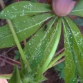 whiteflay cassava cbsd