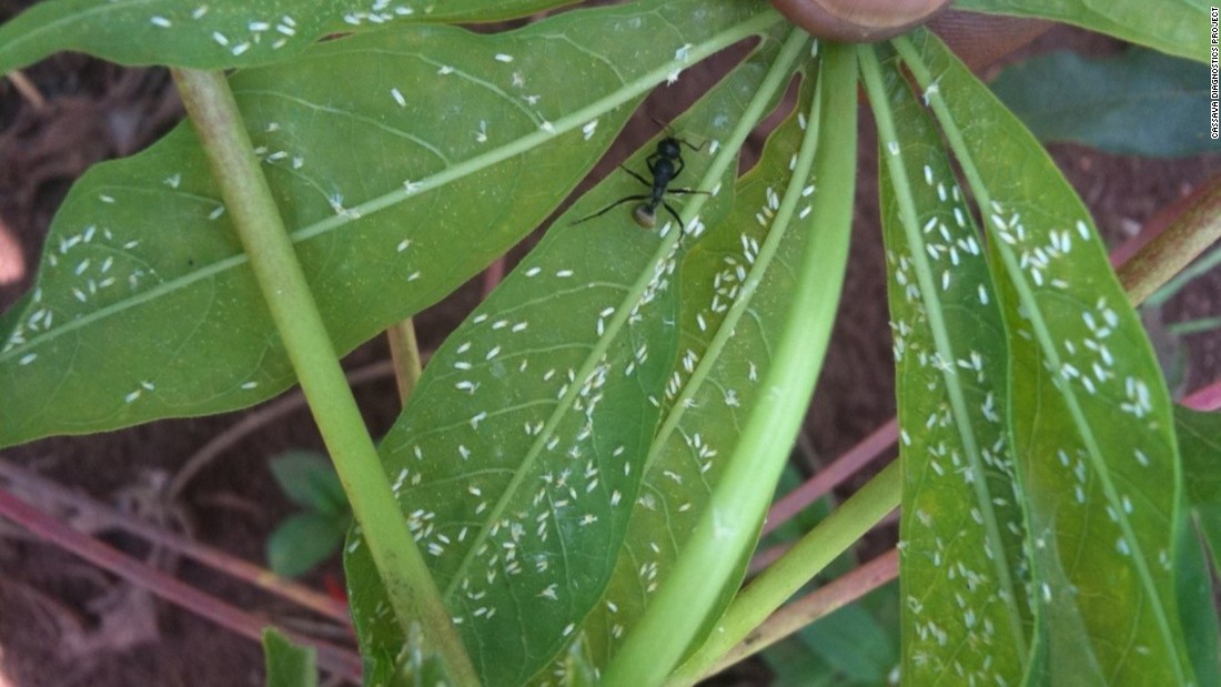 CBSD is carried by the whitefly, which has infested the region in large numbers. &lt;br /&gt;&lt;br /&gt;Diseases carried by the insect destroy more than $1 billion worth of cassava each year in Sub-Saharan Africa, including areas where the vegetable is the main staple food. 