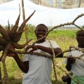 disease free cassava 
