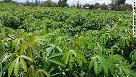 Healthy cassava field after clean plant replacement. 