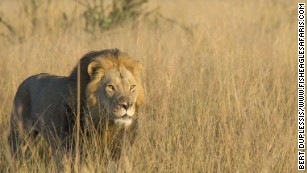 Two years after Cecil the lion's death, son Xanda killed by game hunter