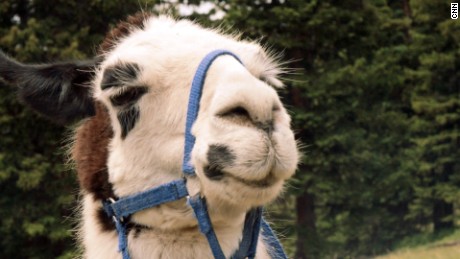 llama