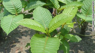 In Malaysia, kratom leaves are traditionally crushed and made into a tea. 