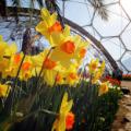eden project china flower