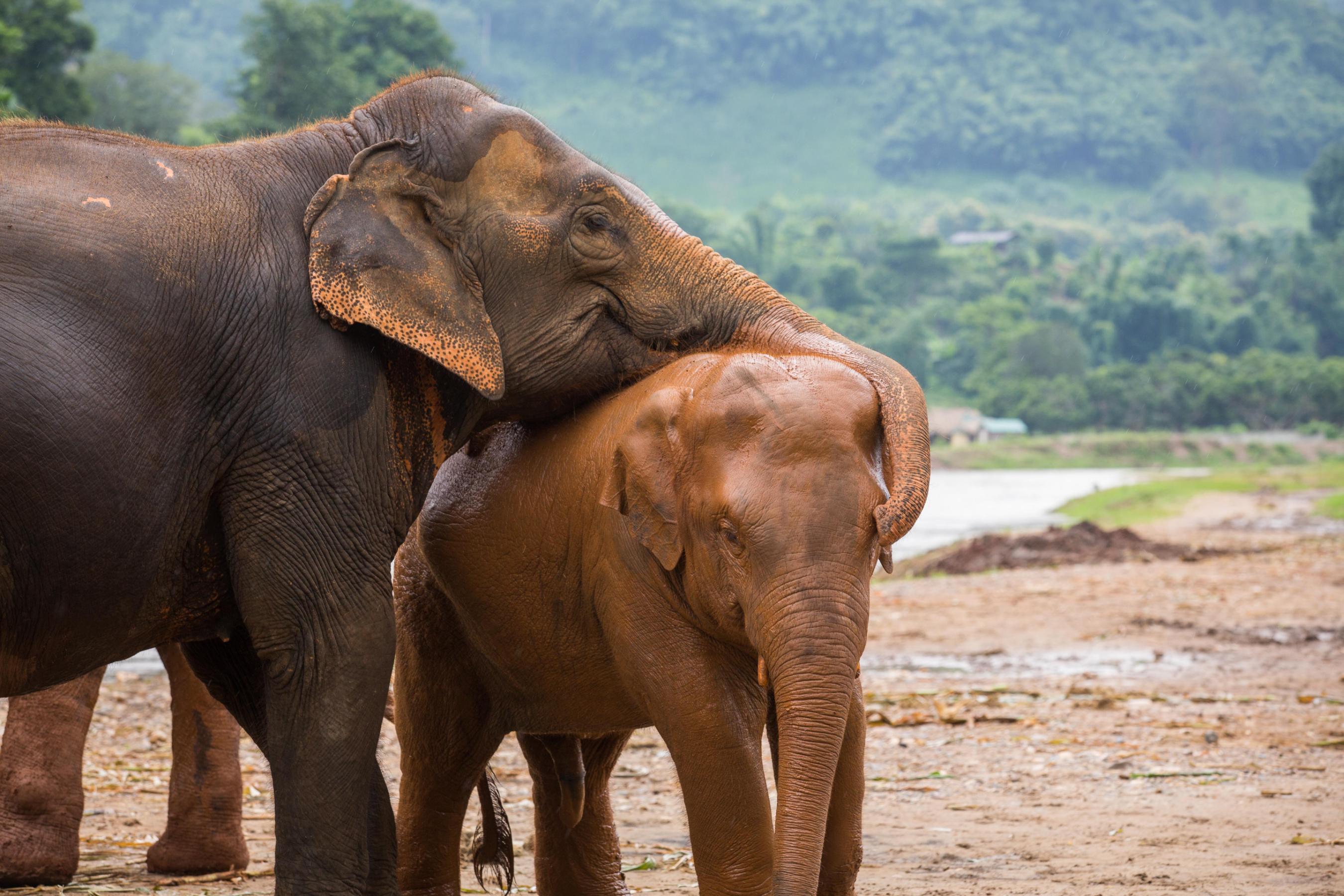 Inside Chiang Mai's Elephant Nature Park | Travel