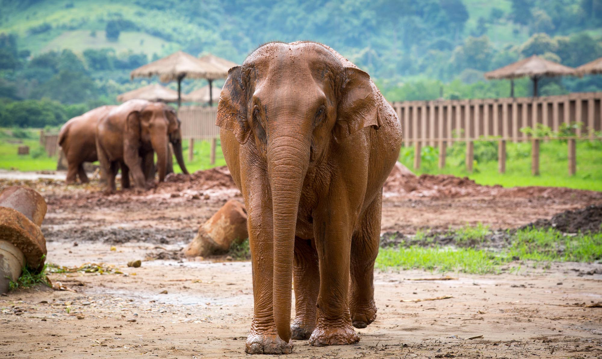 Inside Chiang Elephant Nature Park | Travel
