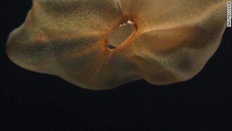 jelly cat squid