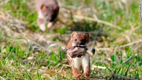 A stoat taking a penguin chick in New Zealand. Stoats are one of the main predators for kiwis.