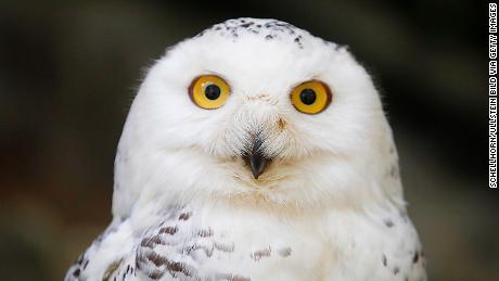 The Snowy Owl has been classed from  'Least Concern' to 'Vulnerable' for the first time.