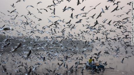 Indian men feed seagulls on the Yamuna River in New Delhi on November 15, 2017.

 / AFP PHOTO / DOMINIQUE FAGET        (Photo credit should read DOMINIQUE FAGET/AFP/Getty Images)