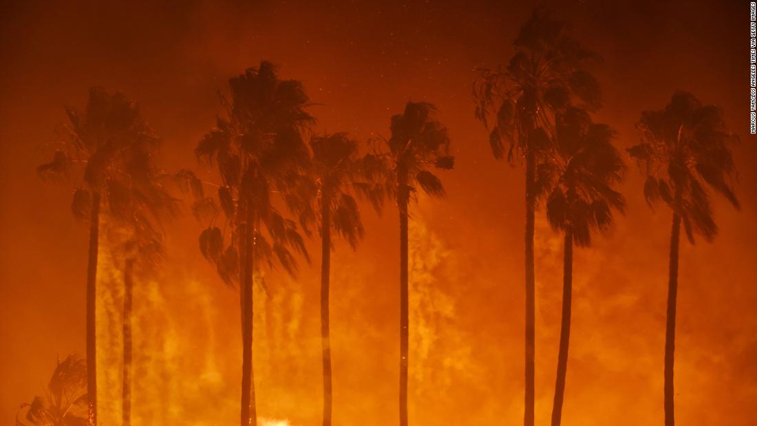 Palm trees burn in Ventura on December 5.