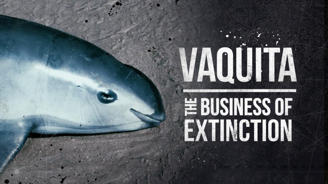 Vaquita The Business of Extinction CNN Video