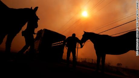 Officers with the Los Angeles Police Department evacuate a pair of horses near the Creek Fire. 