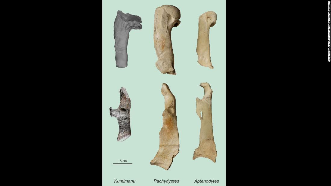The remains of a giant bird that lived nearly 60 million years ago were found in New Zealand.