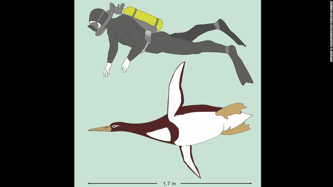 The bird was 5&#39;10&quot; and weighed more than 200 pounds.