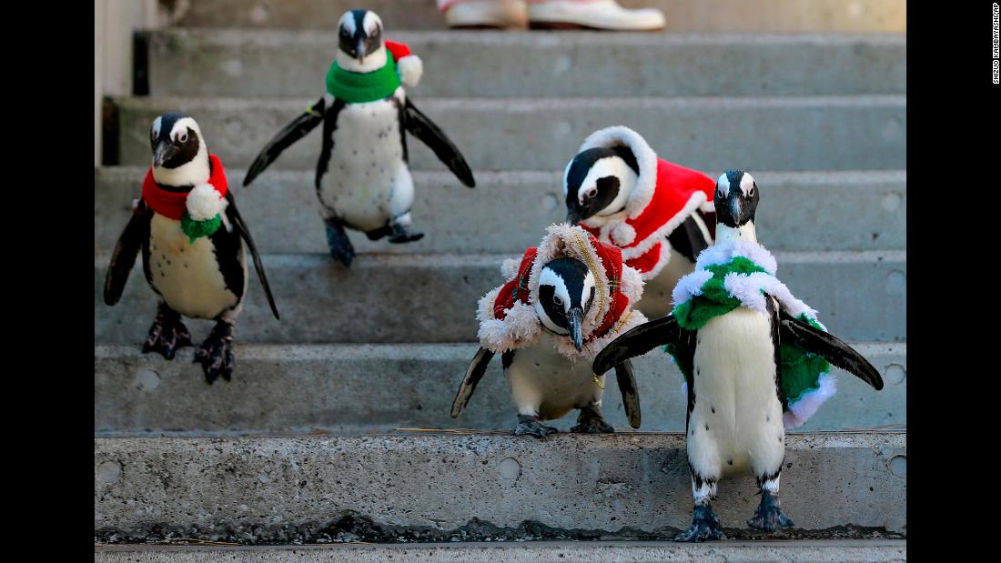 African penguins, wearing red and green holiday garments, take a walk at Hakkeijima Sea Paradise, an amusement park in Yokohama, Japan, on Tuesday, December 12.