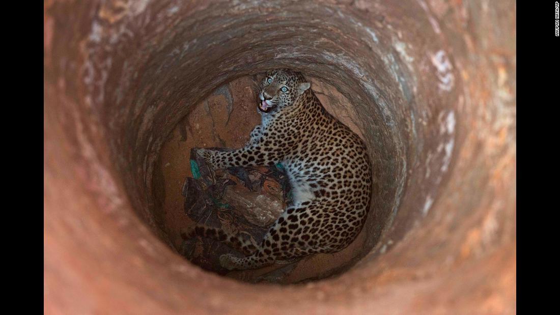 A leopard looks up from a deep well it fell into on the outskirts of Gauhati, India, on Wednesday, December 13. The leopard was rescued and sent to a state zoological park.