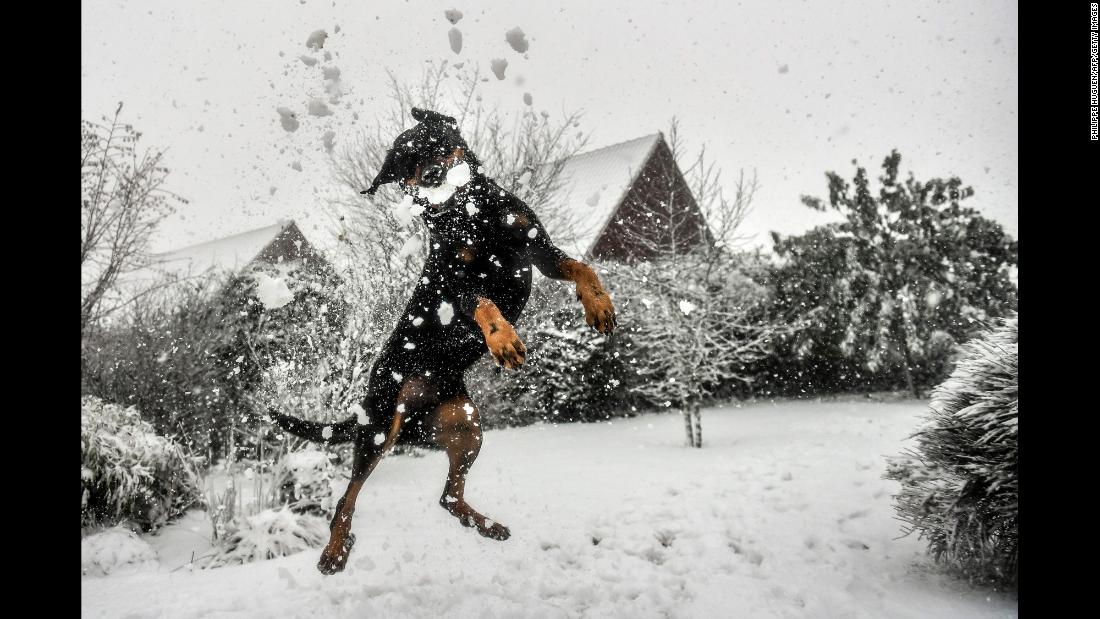 A dog catches a snowball in Godewaersvelde, France, on Monday, December 11. 