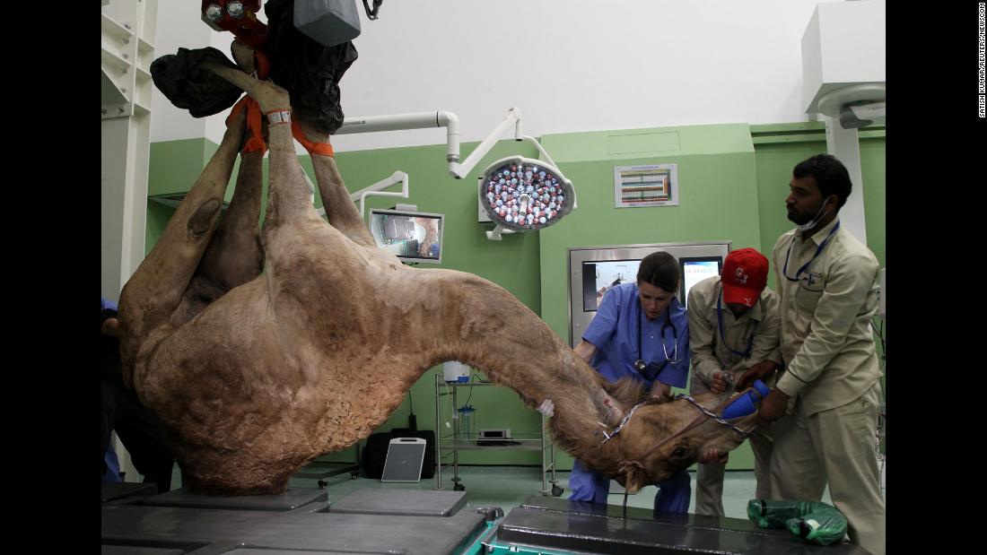 A camel hangs upside down as he is brought in for foot surgery at a camel hospital in Dubai, United Arab Emirates, on Monday, December 11.