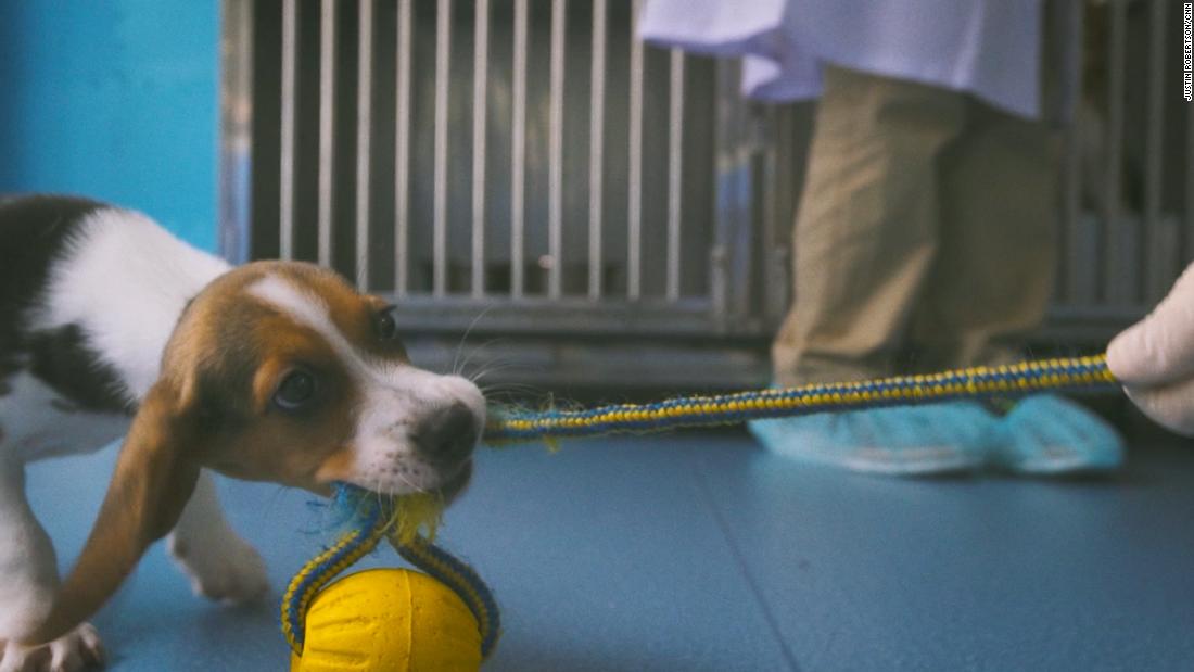 Longlong, along with other two puppies were cloned from Apple whose genome was edited to develop atherosclerosis.