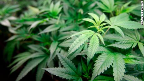 Marijuana plants are for sale at Harborside marijuana dispensary, Monday, Jan. 1, 2018, in Oakland, Calif. Starting New Year&#39;s Day, recreational marijuana can be sold legally in California. (AP Photo/Mathew Sumner)