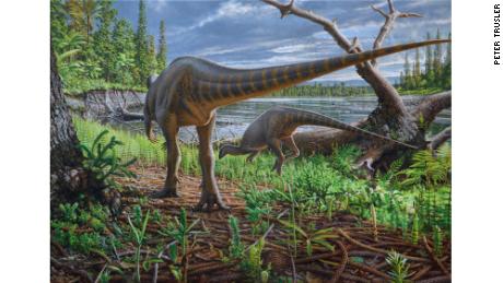   Scientists are discovering dinosaur species the size of a turkey fossil 