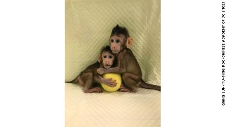 Scientists will monitor the clones for any growth or development problems.