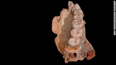 Modern fossil discovery rewrites human history