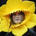 wales fan six nations