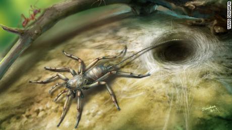   A spider with a tail was a real animal that once lived. 