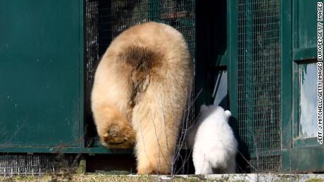 Victoria and her new cub head back into their shelter. 