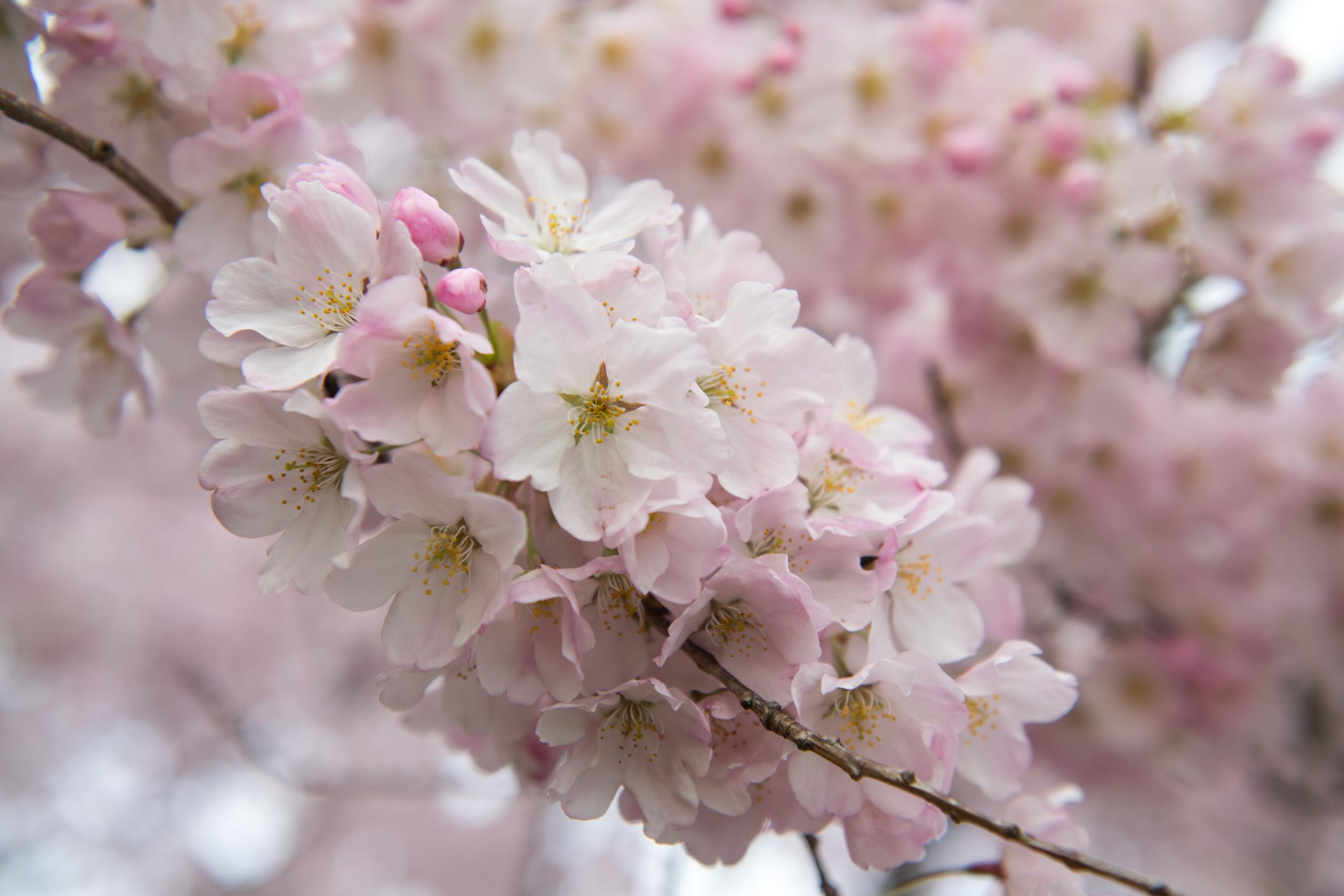 Cherry Blossoms In Washington To Reach 2019 Peak On April 1 Cnn Travel,How To Clean A Kitchen Faucet Spray Head