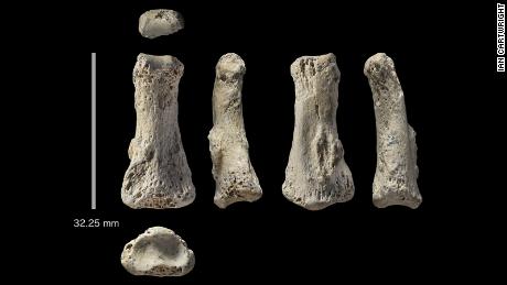 Fossil finger bone of Homo sapiens from the Al Wusta site, Saudi Arabia.