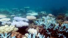 There are 'winners' and 'losers' among corals as they respond to the accumulating impacts of climate change.