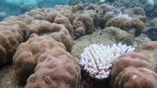 A severely bleached branching coral amongst the minimally bleached boulder coral.