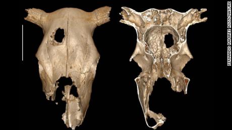 Skull surgery was performed on this Stone Age cow, 연구 말한다