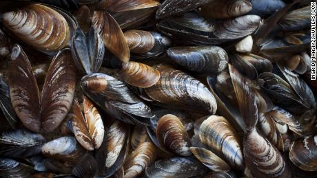 Mussels in Washington&#39;s Puget Sound test positive for opioids, other drugs