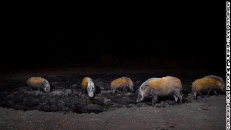 At night, hogs cluster around the watering hole in the Zambezi Region of Namibia.