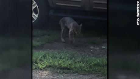 DeDe Phillips said she took this photograph of a bobcat moments before the animal attacked her 