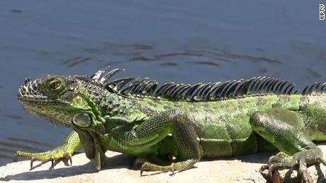 National Weather Service warns of falling iguanas 