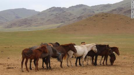   The horses congregate near a deer stone site in Bayankhongor, in the Khangai Mountains in central Mongolia. 