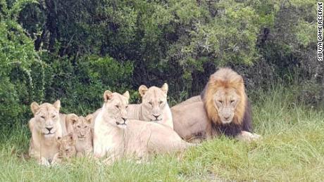 Lions kill suspected rhinoceros poachers who have infiltrated the South African Game Reserve