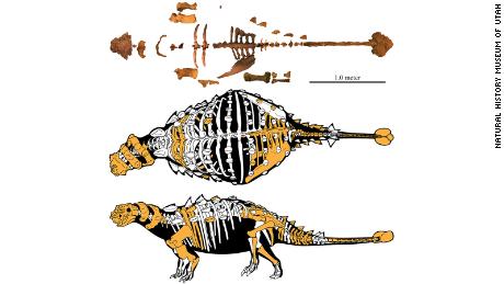   The skeleton of Akainacephalus johnsoni represented by preserved bones. 