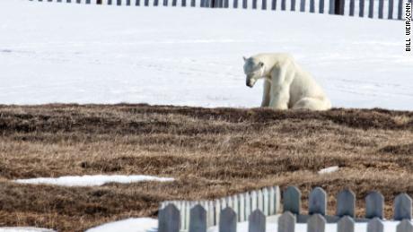 A polar bear that has been coming to the outskirts of Kaktovik in search of food.