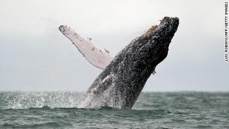 Eine Familie wurde verletzt, nachdem ihr Boot vor der Küste Alaskas mit einem Wal kollidierte