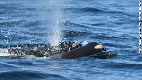 &#39;It&#39;s heartbreaking&#39;: Killer whale continues carrying dead calf for &#39;unprecedented&#39; length of mourning